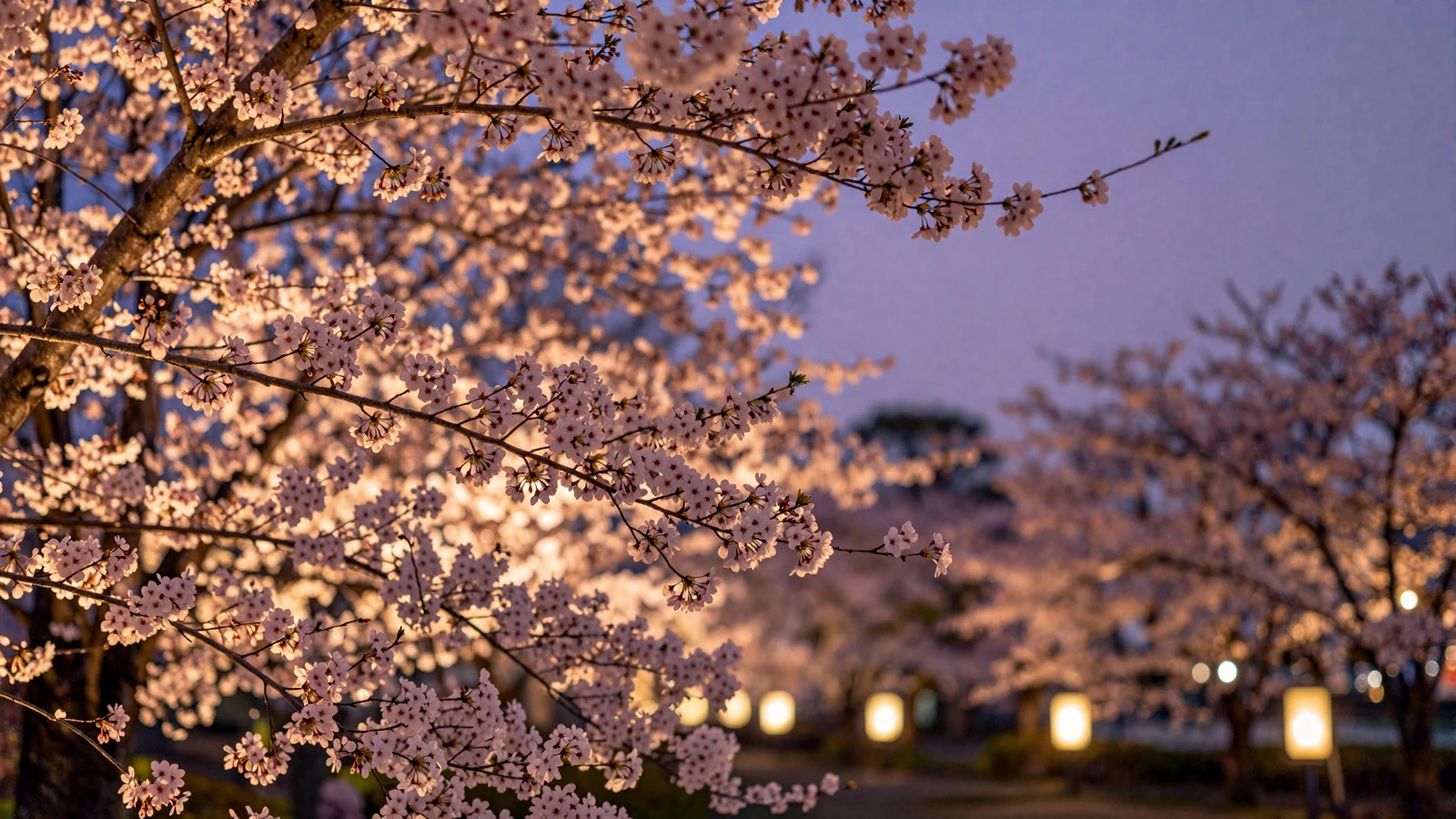 Cherry blossom trees at dusk creating a romantic atmosphere for SakuraDate